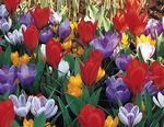 BULB Perfect Partners&reg; Early Spring Bulb Collection