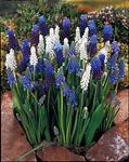 BULB Perfect Partners&reg; Muscari Magic Carpet