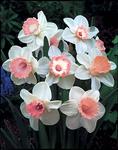BULB Perfect Partners&reg; Pink Daffodil Blend