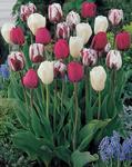 BULB Perfect Partners&reg; Tulips Fuschia Frenzy