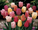 BULB Perfect Partners&reg; Tulips Pastel Blend