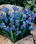 BULB Scilla Siberica Spring Beauty