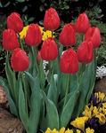 BULB Tulip Apeldoorn (Darwin Hybrid)