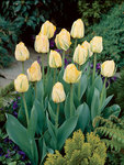 BULB Tulip Akebono