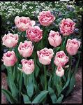 BULB Tulip Angelique (Peony)