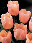BULB Tulip Apricot Beauty (Single Early)