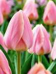 BULB Tulip Apricot Delight