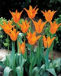 BULB Tulip Ballerina (Lily flowering)