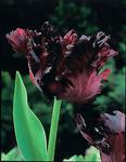 BULB Tulip Black Parrot (Parrot)