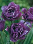 BULB Tulip Blue Spectacle (Peony)