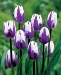 BULB Tulip Blueberry Ripple (Triumph)