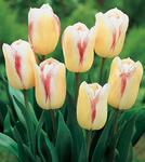 BULB Tulip Blushing Girl (Mayflowering)