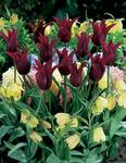 BULB Tulip Burgundy (Lily flowering)