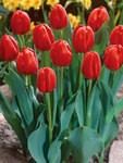 Tulip Canadian Liberator Value Pack