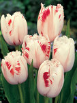 BULB Tulip Carrousel