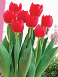 BULB Tulip Cherry Delight