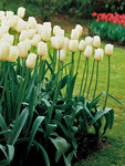 BULB Tulip Clearwater
