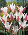 BULB Tulip Clusiana Lady Jane (Specie)