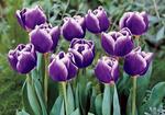 BULB Tulip Cracker (Triumph)