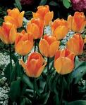 BULB Tulip Daydream (Darwin Hybrid)