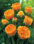 BULB Tulip Double Beauty of Apeldoorn (Peony)