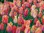 BULB Tulip El Ni&ntilde;o (Mayflowering)