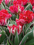 BULB Tulip Eternal Flame