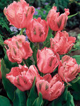 BULB Tulip Fantasy