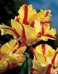 BULB Tulip Flaming Parrot (Parrot)