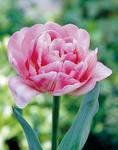 BULB Tulip Foxtrot (Double Early)