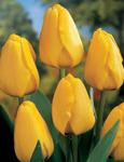 BULB Tulip Golden Parade (Darwin Hybrid)