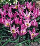 BULB Tulip Humilis (Specie)