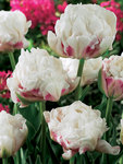 BULB Tulip Ice Wonder
