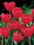 BULB Tulip Ile de France