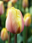 BULB Tulip Indian Summer