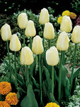 BULB Tulip Ivory Floradale