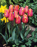 BULB Tulip Jenny (Single early)