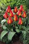 BULB Tulip Kiev (Greigii)