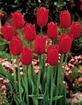 BULB Tulip Kingsblood (French)