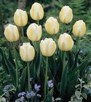 BULB Tulip Lemon Swirl (Triumph)