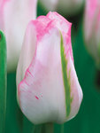 BULB Tulip Marjolein Bastin