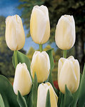 BULB Tulip Maureen (French tulips)