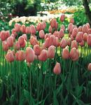 BULB Tulip Menton Jumbo Pack (French)