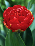 BULB Tulip Miranda