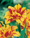 BULB Tulip Monsella (Double Early)
