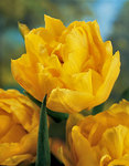BULB Tulip Monte Carlo (Double early)