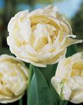 BULB Tulip Mount Tacoma (Peony)