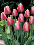 BULB Tulip Ollioules (Darwin)