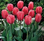 BULB Tulip Pink Impression (Darwin Hybrid)