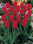 BULB Tulip Pretty Woman (Lily flowering)